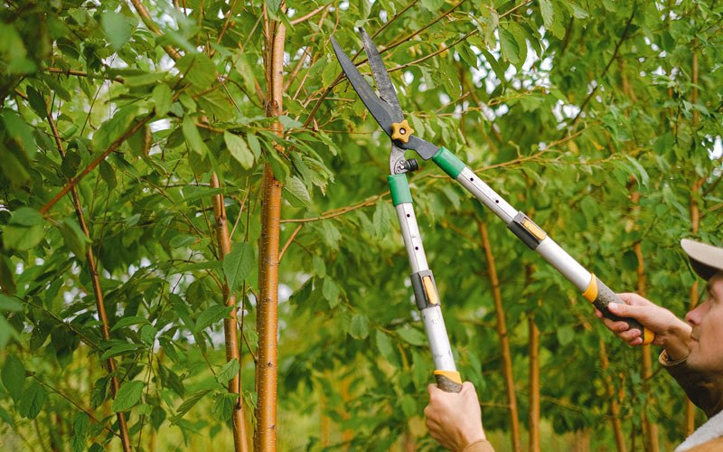 Tree trimming in Tecumseh, MO
